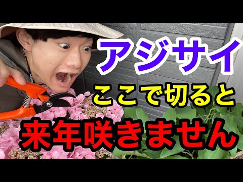 アジサイの切り方 ~ひときわ美しく咲く花の様子~ 植物