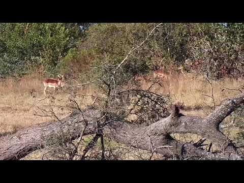 Djuma: Impalas - 07:50 - 06/08/21