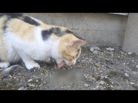 園芸 猫、この捕食者
