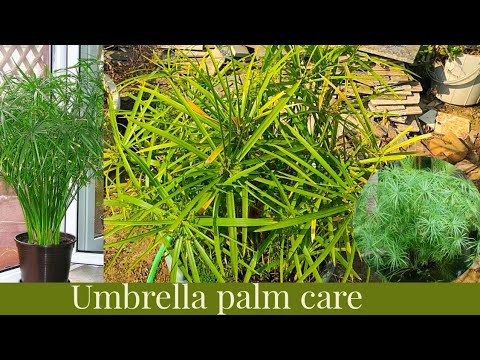 , title : 'easy growing water plant/umbrella palm plant care/cyperus alternifolius/umbrella papyrush'