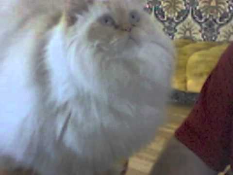 Joseph Shore-A Prayer For My Cat Bubba.mpg
