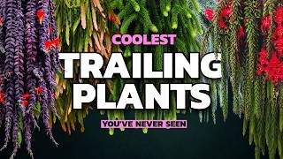 These Trailing Plants are INSANE.
