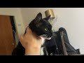 Tuxedo Cat Feisty Neck Scratches
