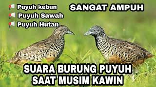 Download lagu Suara pemanggil burung puyuh jernih nyaring [suara pikat burung puyuh] mp3