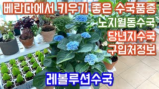 노지월동 가능한 수국품종 추천!! 화분에서 단정하게 수국 키우기!! 구입처정보 포함!!