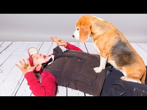hogyan fogynak a beaglesek