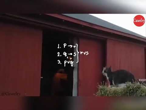 Cute but failed reaction of baby cat