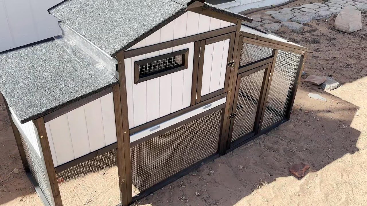 Chicken Video 3