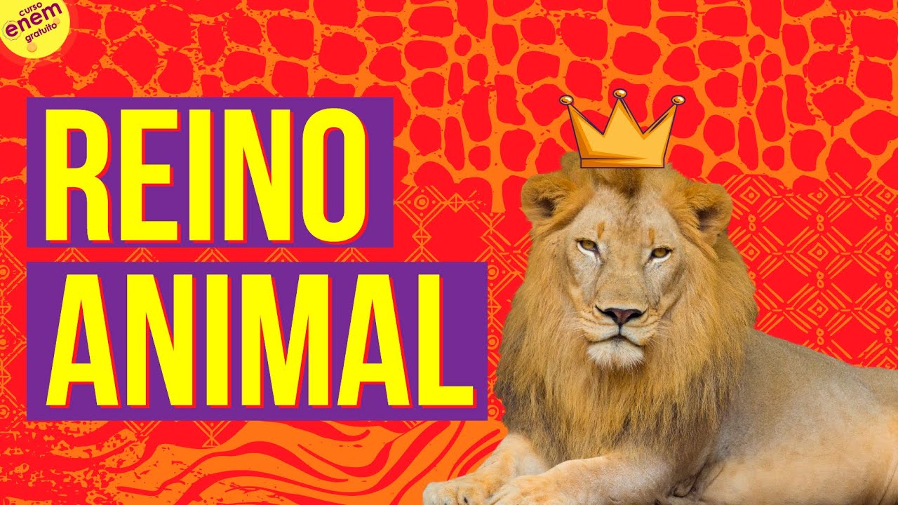 REINO ANIMAL E SUAS CARACTERÍSTICAS | Resumo de Biologia para o Enem