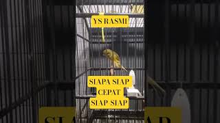 Download lagu jantan indah #kicaumania #kenarimaniaindonesia #kenarijogjakarta #kenari3in1 #gantangankenari#shorts mp3 Download lagu jantan indah #kicaumania #kenarimaniaindonesia #kenarijogjakarta #kenari3in1 #gantangankenari#shorts mp3