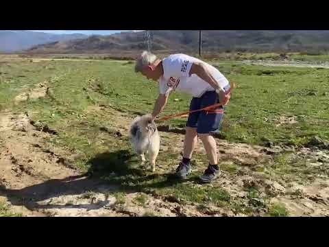 Raisha beim Spazieren in Rumänien