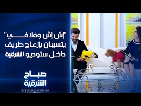 فيديو | "إش إش وفلافي" يتسببان  بإزعاج طريف داخل ستوديو #الشرقية#صباح_الشرقية
