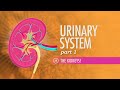 Urinary System, Part 1: Crash Course Anatomy & Physiology #38