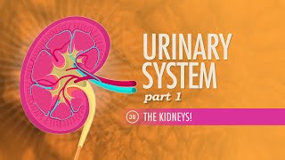 Urinary System, Part 1: Crash Course Anatomy & Physiology #38