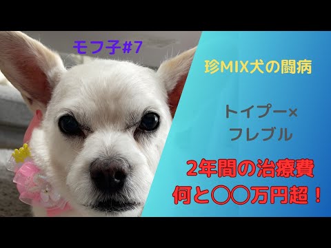 犬の溶血性貧血 - 症状と治療法