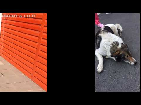 Собакен сосиска и просто двортерьер) #собаки#наши питомцы#