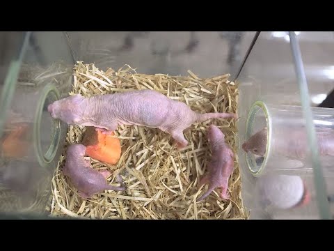 Nachwuchs bei Schönbrunner Nacktmullen