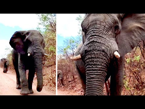 African Elephant Says Hello To Passing Driver