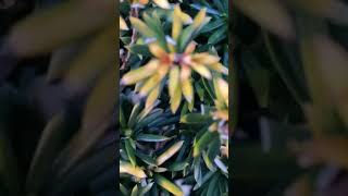 自然眺める
