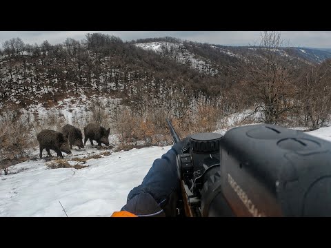 SHOOTING OVER 300M - Wild Boar Hunting 2026