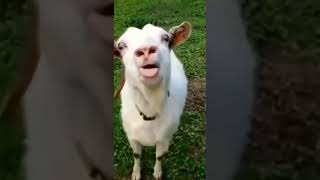 Funny Animals 🤣 Are You Scared 🐐 #Shorts