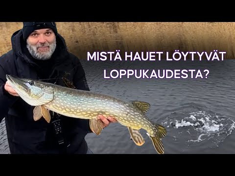 LAHTIHAUKEA PYYTÄMÄSSÄ – NÄISTÄ PAIKOISTA NE LÖYDÄT JA NÄIN SAAT HAUEN NAPPAAMAAN | HAUEN KALASTUS