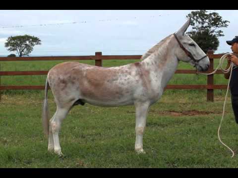 HARAS E RAÇAS - HARAS MULA PRETA (SEXTA-FEIRA)