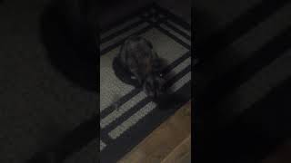 Sapphire the kitten video