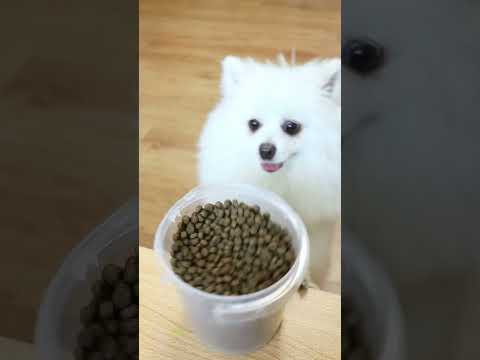 Nico:I would like to share food with it #nico #smartnico #dog #funny #cute