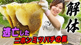 逃亡したニホンミツバチの巣を解体してみた！！