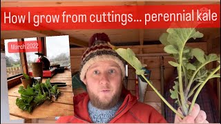 HOW TO GROW PLANTS FROM CUTTINGS - lifetime supply of kale from one plant! | organic veg growing