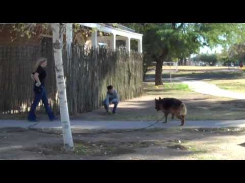 Boa the GSD on a longer track