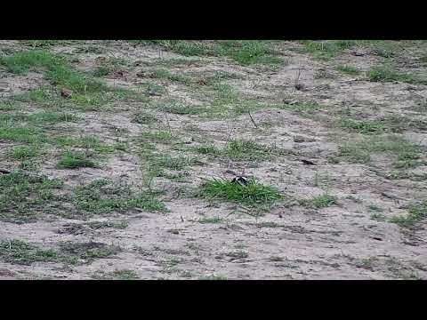 Djuma: Blacksmith Lapwing sitting on a nest? - 16:35 - 11/08/2022