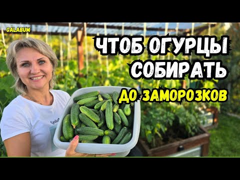 Что делать чтоб огурцы собирать до заморозков. Делюсь секретами по выращиванию огурцов. @galabum