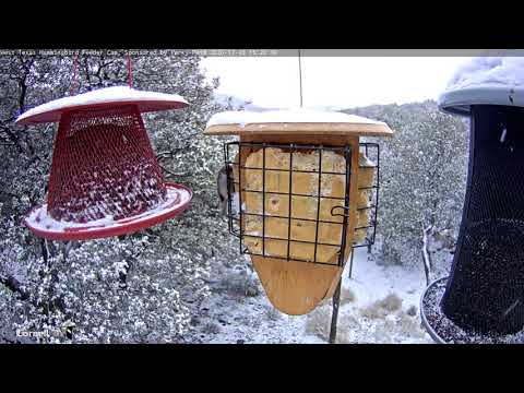 Bushtits Take Over Suet Feeder During Texas Snowstorm | West Texas Feeders – Dec. 30, 2020