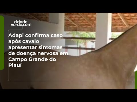 Adapi confirma caso após cavalo apresentar sintomas de doença nervosa em Campo Grande do Piauí