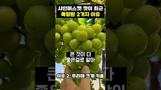 최근 샤인머스켓 맛이 폭망한 2가지 이유