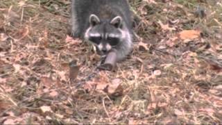 preview picture of video '2012 Greenhorn Trapper Ep 3  Catchin' Coon'
