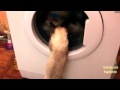 Cat And Washing Machine YouTube