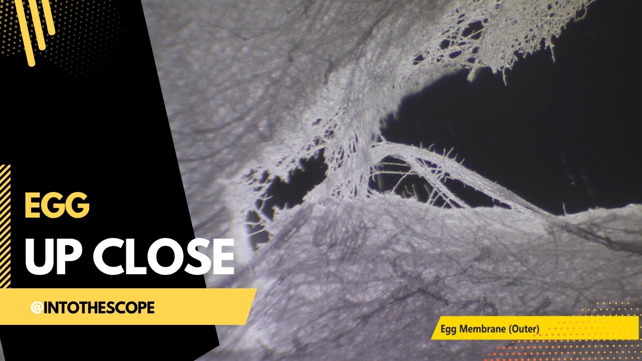 Egg Under the Microscope