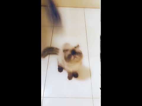Himalayan chocolate Cat