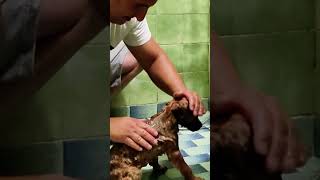 Orange Puppy Gets His First Shower After Being Rescued 🛁❤️