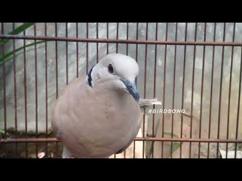 Mourning Dove Song Coo Call Sounds