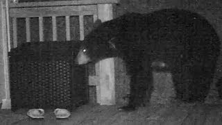 Black Bears Amazing Sense of Smell