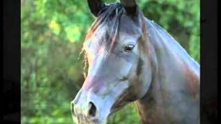 Martin Carthy - Seven Yellow Gypsies (montage)