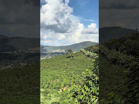 Um Mar de Café Entre as Montanhas de Minas ☕⛰️#minasgerais
