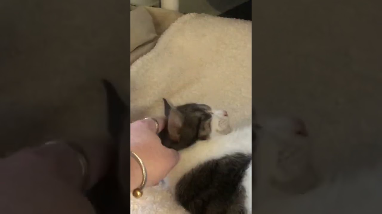 Ilse, a Adoptable Domestic Short Hair in Defiance, OH video 6/6