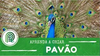 Miniatura do vídeo