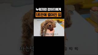 누워자던 강아지에게 1초만에 벌어진 일