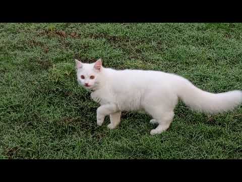🐱cat shairo morning walk in park#cat#walk#happy#shairo